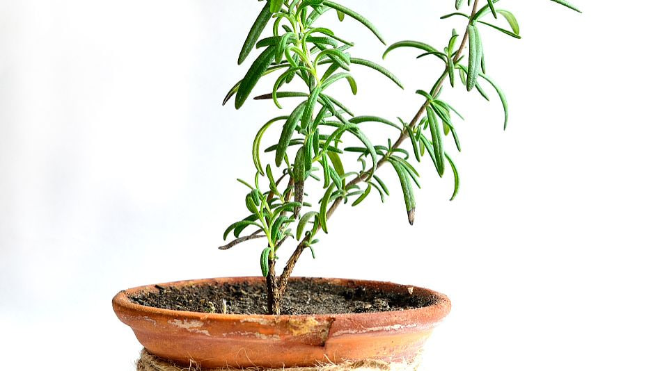 50net永乐高(中国区)有限公司完善园艺产品供应体系 推动行业稳定发展