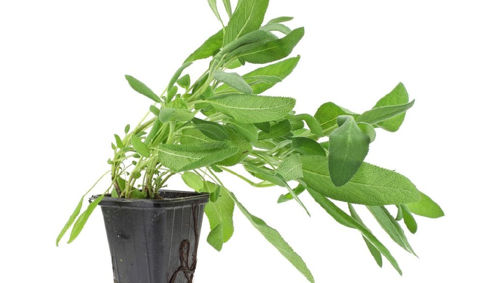 50net永乐高(中国区)有限公司拓展商业景观绿植应用 提升空间视觉体验