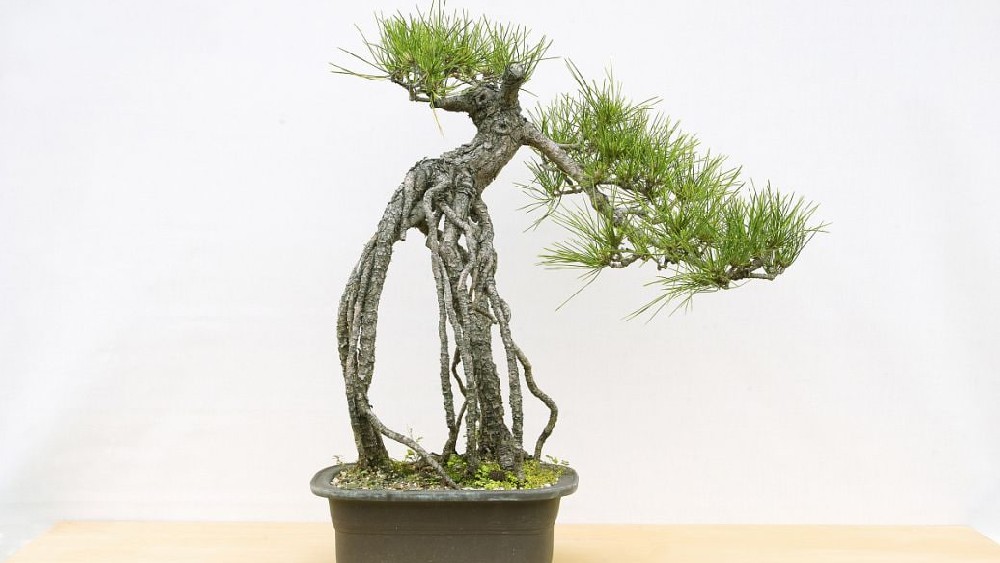 50net永乐高(中国区)有限公司打造多场景绿化解决方案 推动绿色空间发展