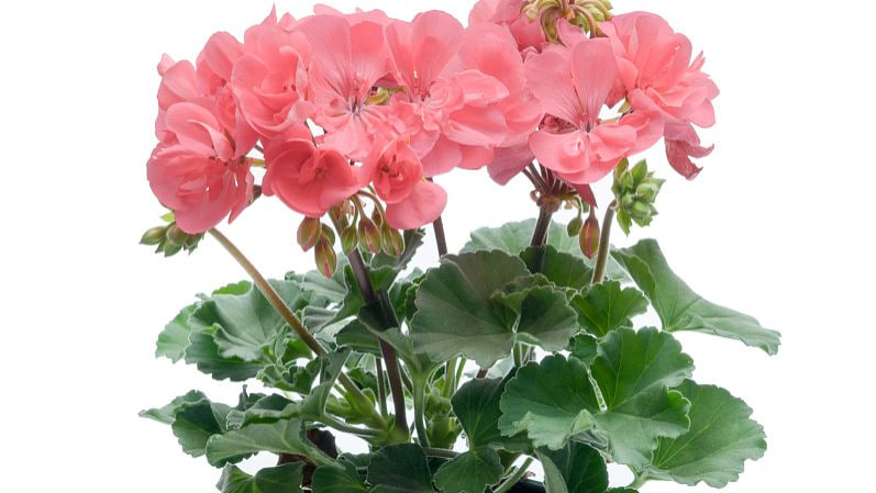 50net永乐高(中国区)有限公司持续优化园艺服务流程 提升客户体验