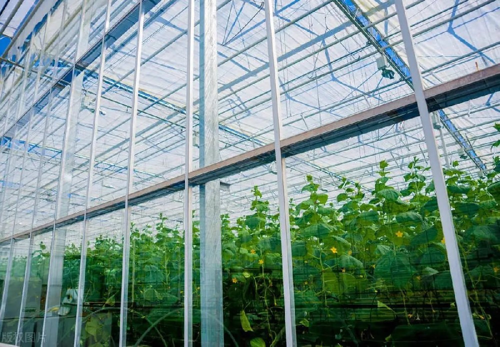 50net永乐高(中国区)有限公司新建标准化培育基地正式投入运营