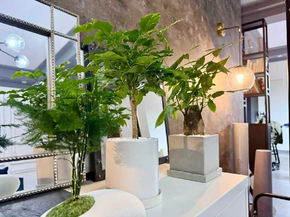 室内绿植市场持续升温 健康消费理念推动行业升级